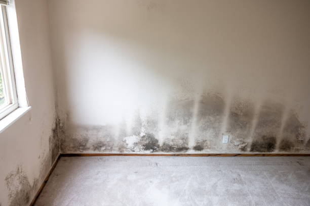 Asbestos and Lead Testing During Mold Inspection in North Crossett, AR